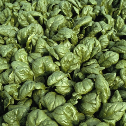 Picture of Organic Spinach Palco F1